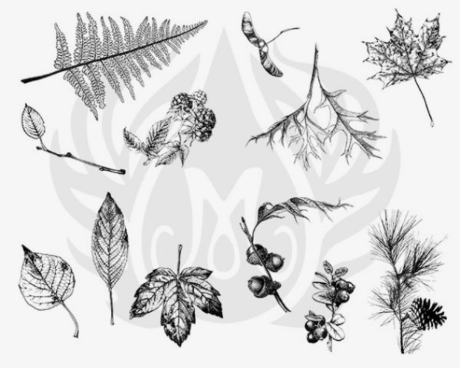 Picture of DESIGNER SILKSCREEN BOTANICAL – LEAVES DSS-0111