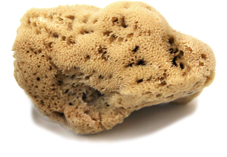 Picture of Natural Sponge